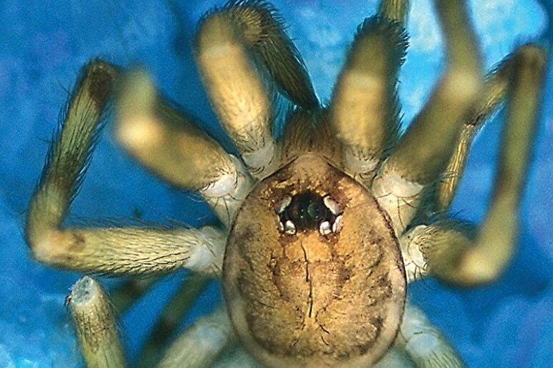 Un'altra specie di ragno che vive nei muri, dedicata ai Pink Floyd