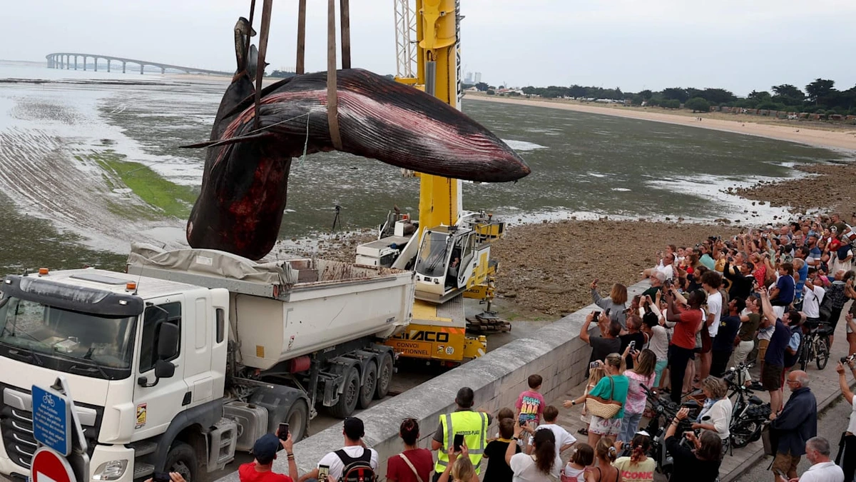 Frankreich macht es vor: So geht Blitz-Bergung bei totem Wal