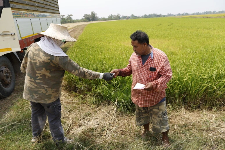 Fao, guerra in Medio Oriente aumenta pressione su fragili sistemi agroalimentari