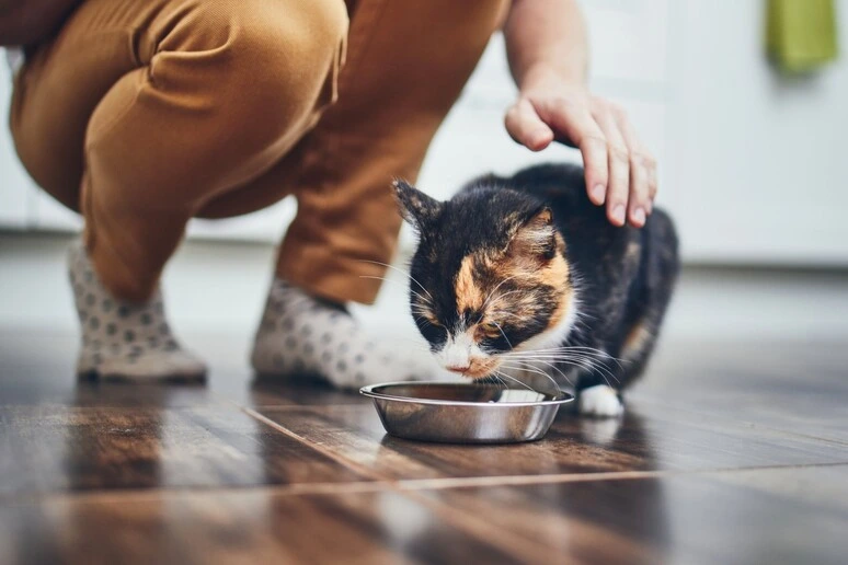 Boom del mercato globale del pet food e 10 tendenze del settore del futuro