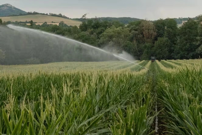 Loi d’urgence agricole : le gouvernement ne propose pas de supprimer la dérogation sur l’acétamipride, et laisse le Parlement « trancher »