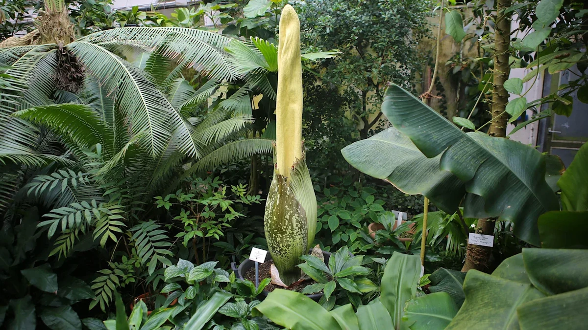 Göttingen: Berühmte Stink-Blume aus botanischem Garten geklaut