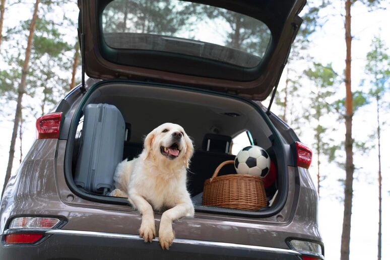 Meglio in montagna che al mare, i consigli per una vacanza a misura di cane