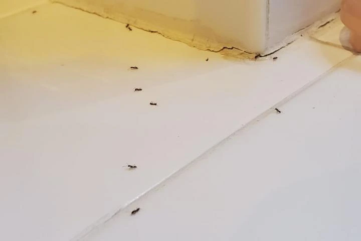 Las hormigas están invadiendo hogares por toda Francia y son una pesadilla: "Cuando llegamos a casa, nos atacan"