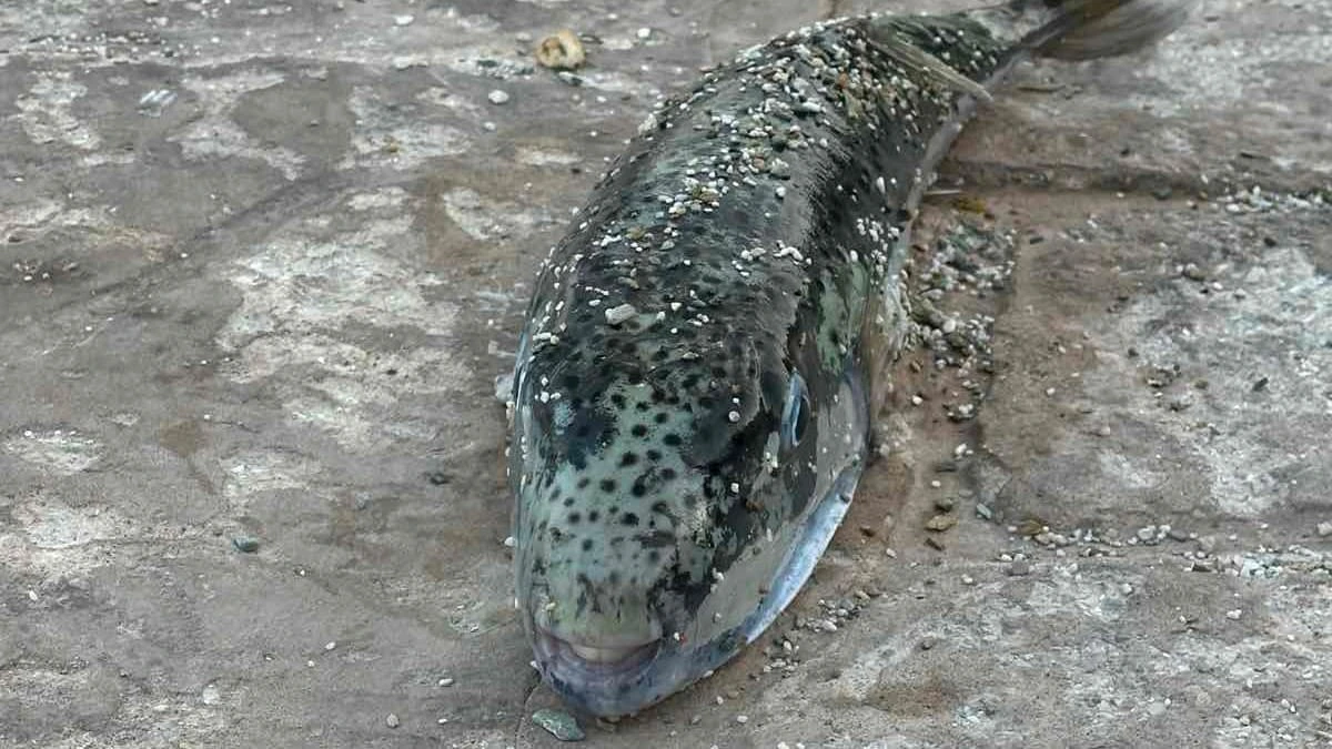 Der Mittelmeer-Killer: Fischer fängt riesigen giftigen Kugelfisch vor Urlaubsinsel