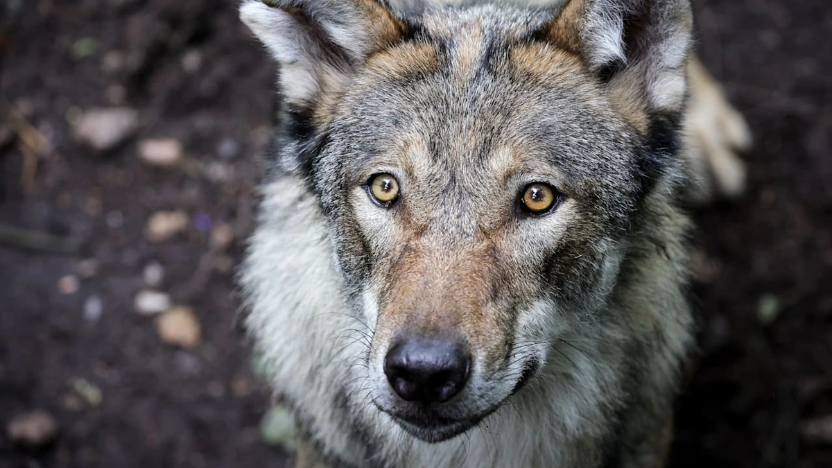 Attacke bei Grillabend: Wolf greift Kind (2) an! Hund opfert sich und stirbt