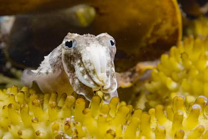 « Sépia, l’odyssée d’une seiche », sur France.tv : un voyage plus poétique que scientifique