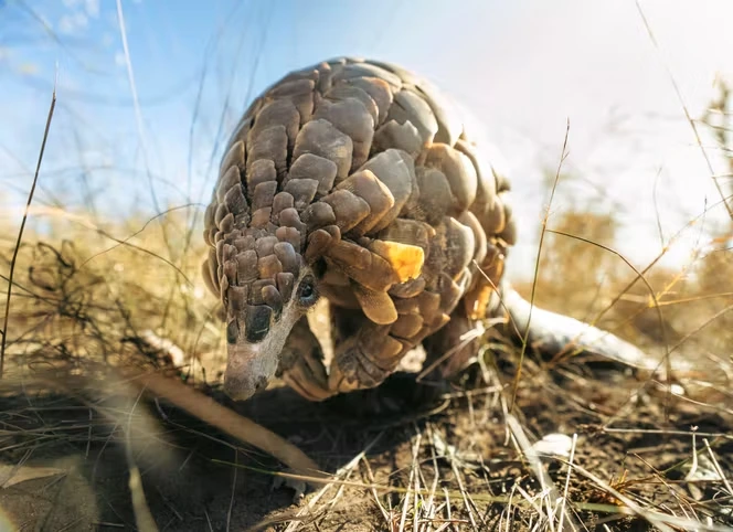 « Mission pangolin, retour à la vie sauvage » sur Arte. tv : six ans dans la vie de Kosha la pangoline