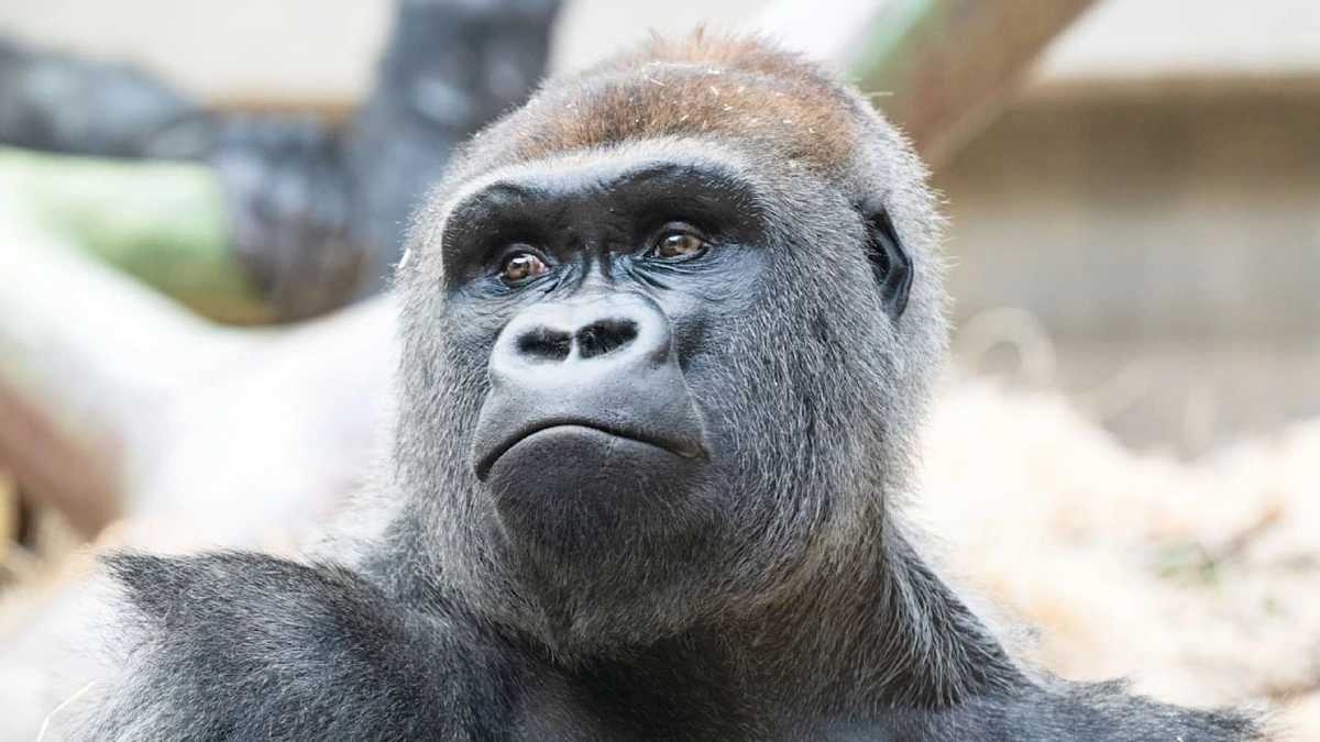 Zwei tote Gorillas in Zoo: Silberrücken beißt in Genitalbereich