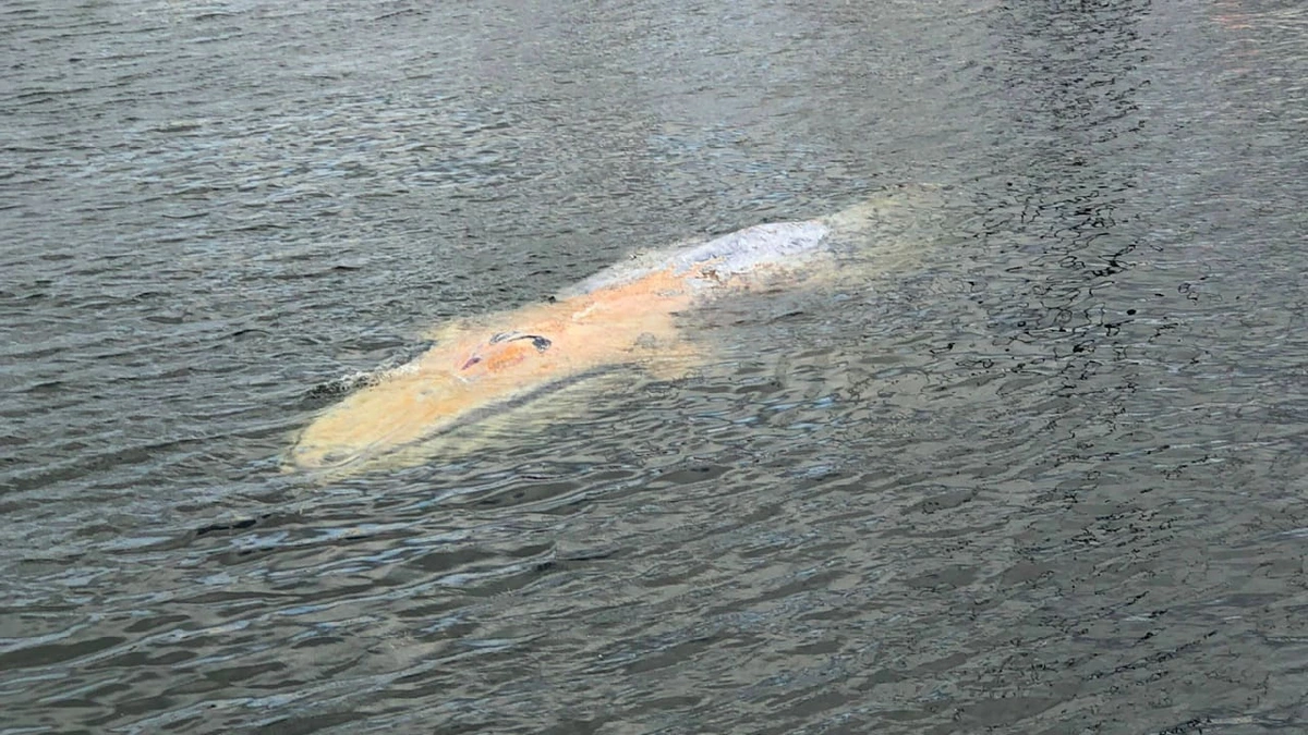 Verwundet wie Timmy: Verletzter Buckelwal an Ostsee-Küste entdeckt