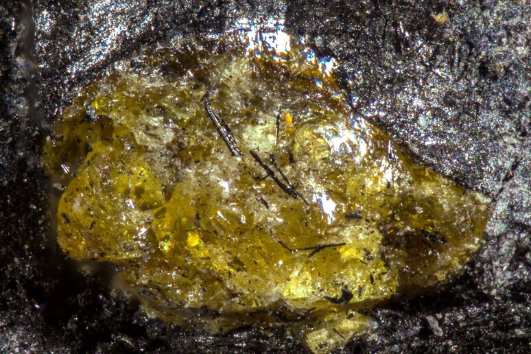 Scoperta l'ambra più antica, ha 385 milioni di anni