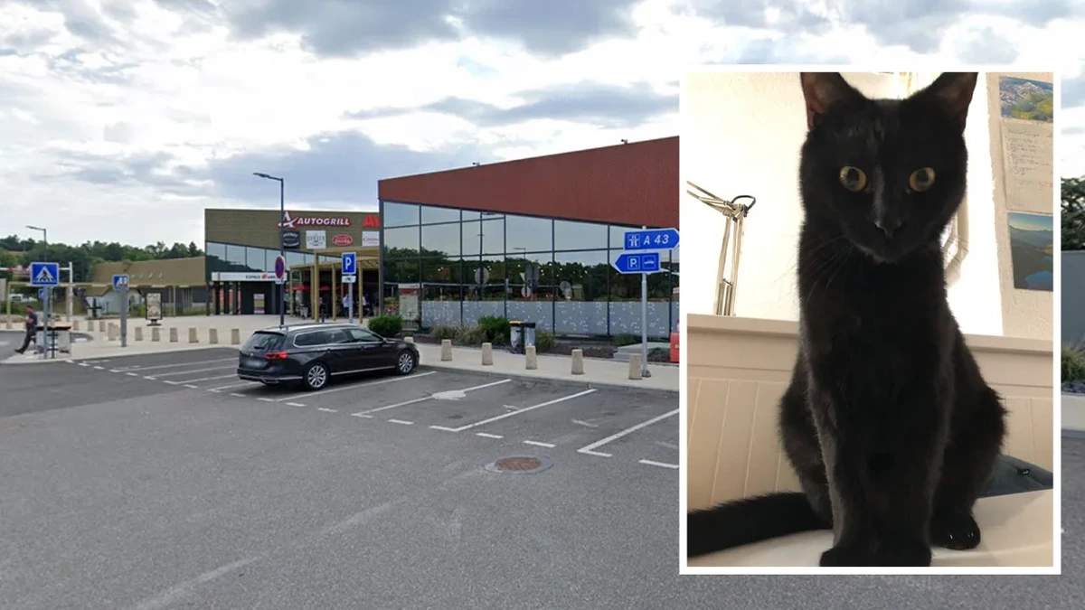 Wegen entlaufener Katze: Familie verbringt Urlaub an Autobahnraststätte