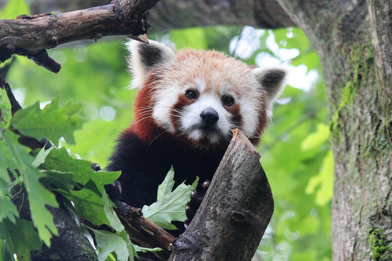Addio ad Haiku, il secondo panda rosso più anziano d'Italia