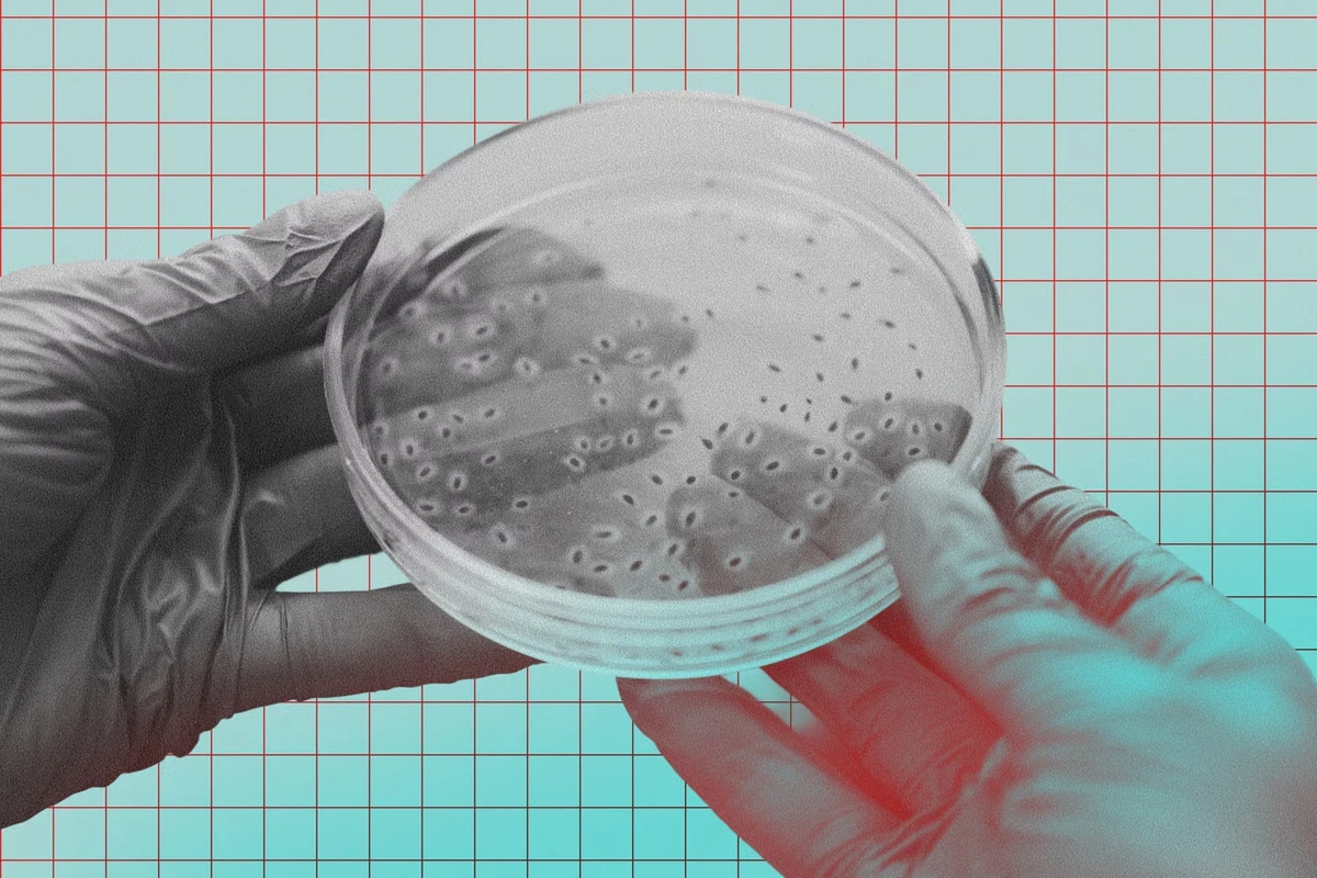 Légionellose en Savoie : un restaurant de Chambéry identifié comme l’une des sources de l’infection
