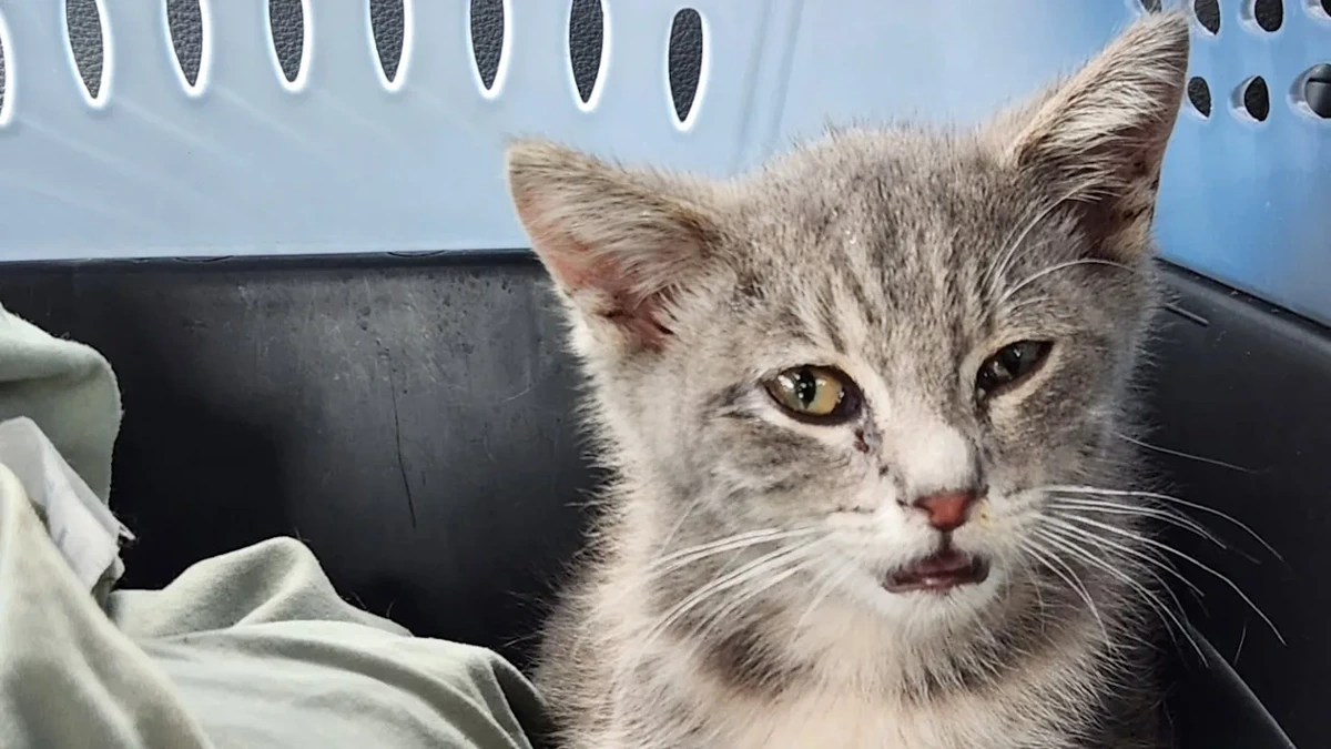 Kater fährt als blinder Passagier 1300 Kilometer durch die USA