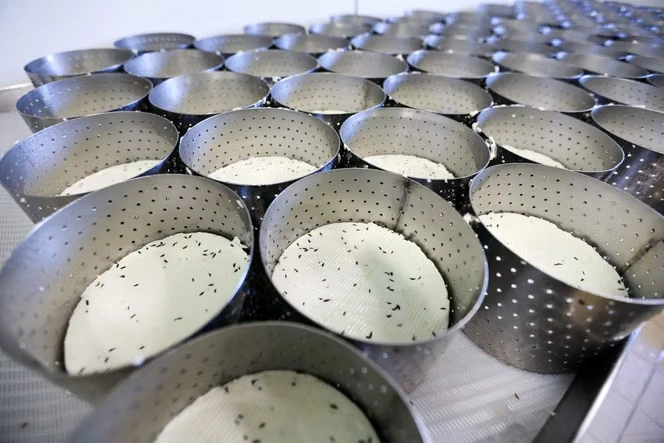 « Si cela se répète l’an prochain, ce sera la catastrophe » : l’inquiétude des producteurs de fromages après un été caniculaire