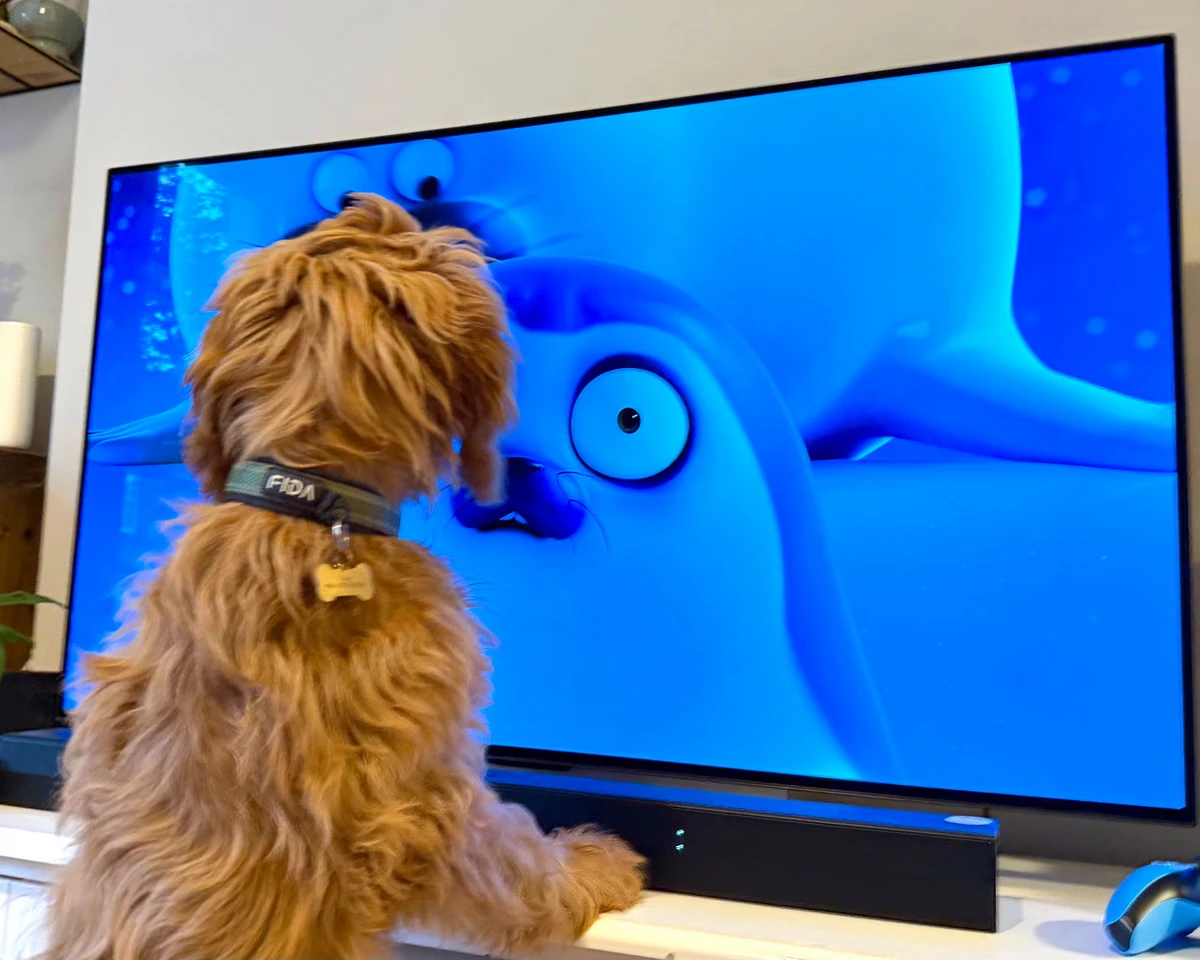 ‘We didn’t set out to make a show for animals!’ The Netflix seal cartoon that’s a huge hit … with pets