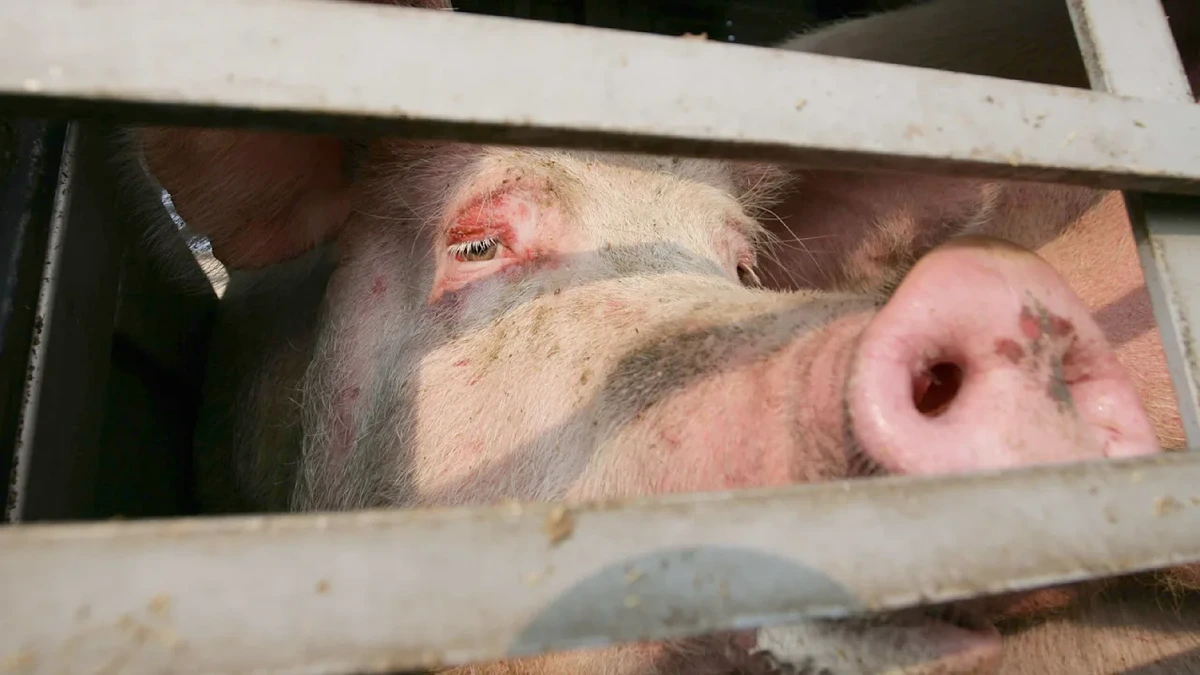 A99 bei Hohenbrunn: 139 Schweine ohne Wasser im Quäl-Transport