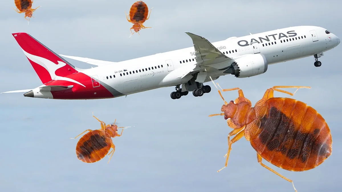 Parasiten beißen Passagiere: Airline stoppt Flug wegen Bettwanzen